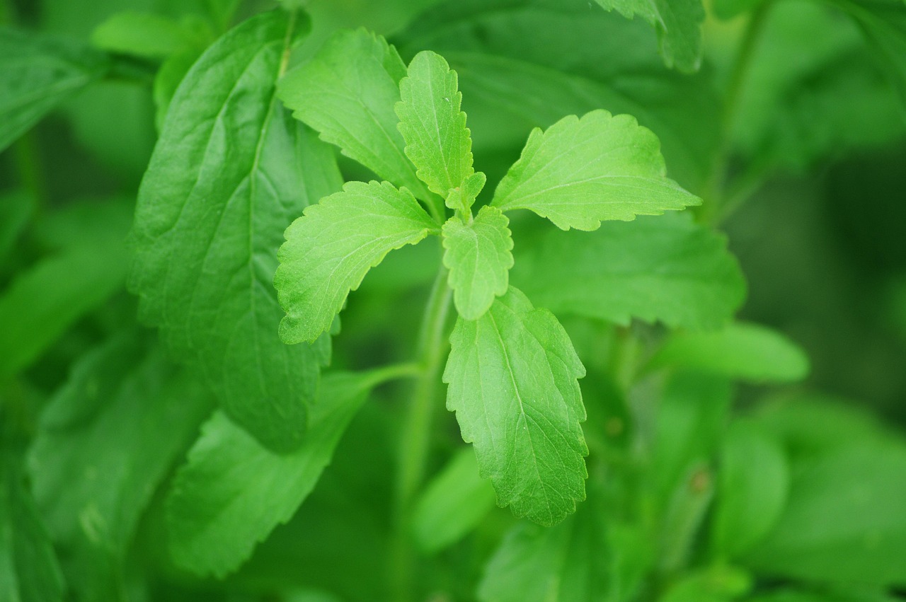 Foglie di stevia fresche su un tavolo, simbolo del dolcificante naturale.