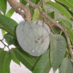 Albero da frutto con serpenti attorno, simbolo di avvertimento per il giardino.