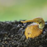 Nocciolo di avocado piantato in un vaso con foglie verdi giovani che spuntano.