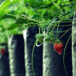 Fragole coltivate in un tubo di plastica, esempio di giardinaggio innovativo per spazi ristretti.