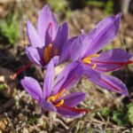 Bulbi di zafferano in vaso con fiori viola, simbolo di una coltivazione preziosa e fiorente a novembre.