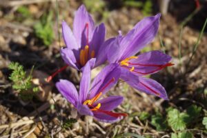 Bulbi di zafferano in vaso con fiori viola, simbolo di una coltivazione preziosa e fiorente a novembre.