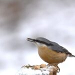Uccellini che si nutrono di semi su un feeder in un paesaggio invernale innevato.
