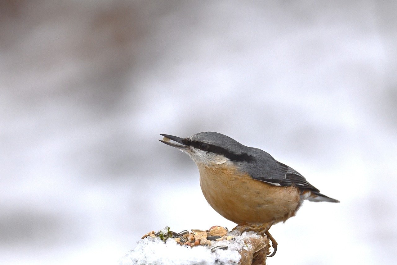 Uccellini che si nutrono di semi su un feeder in un paesaggio invernale innevato.