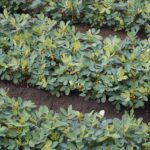 Arachidi in fase di crescita con fiori interrati nel terreno, pronte per produrre frutti.