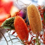 Immagine di piante di luffa con frutti simili a zucchine appesi, pronte per la raccolta.