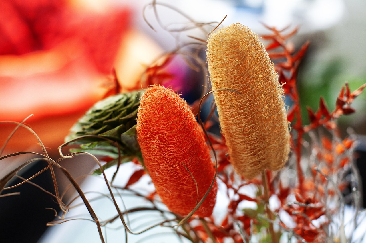 Immagine di piante di luffa con frutti simili a zucchine appesi, pronte per la raccolta.