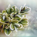 Piante resistenti all'inverno con foglie verdi e fiori colorati in un paesaggio invernale.