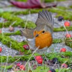 Pettirossi infreddoliti nel giardino, in cerca di cibo per riscaldarsi.