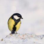 Uccellini che si nutrono da un mangiatoia durante una giornata fredda invernale.