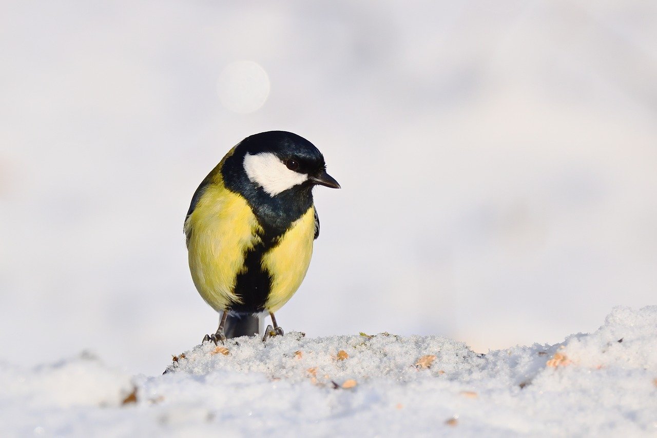 Uccellini che si nutrono da un mangiatoia durante una giornata fredda invernale.