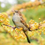 Giardino con piante e mangiatoie per attirare uccelli, ambiente naturale e colorato.