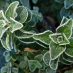 Rimedio naturale per proteggersi dal gelo notturno in un ambiente domestico.