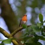 Un pettirosso posato su un ramo, illuminato dalla luce del mattino.